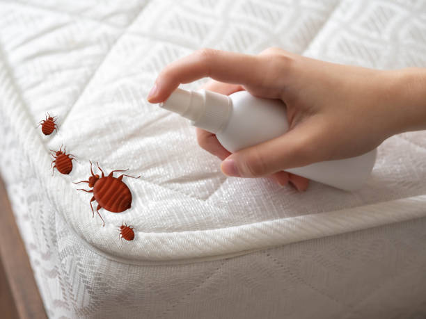 Wasp Removal Services in Stony Point, NC