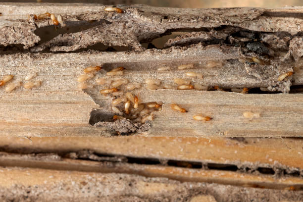 Best Ant Control Services  in Stony Point, NC